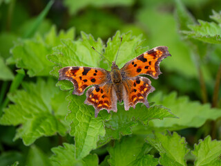 Comma Butterfly Resting on Stinging Nettles
