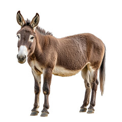 Obraz premium A brown donkey with a white face