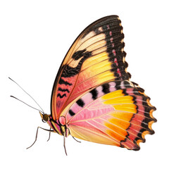 A butterfly with orange and pink wings
