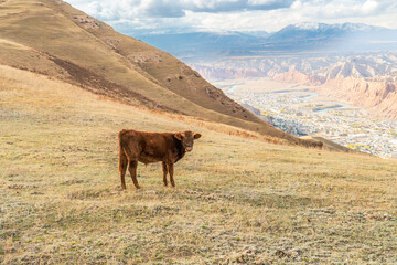 A solitary cow grazes peacefully on a golden hillside overlooking a scenic valley with a town and river. The backdrop of majestic mountains and dramatic cliffs adds depth to the tranquil scene.