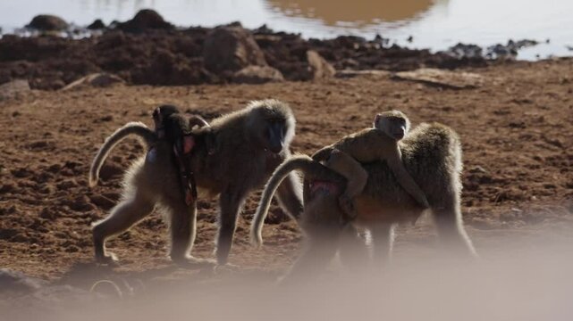 Baboons with cubs in Africa