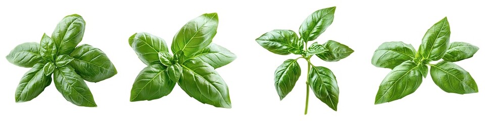 Fototapeta premium Fresh Organic Sweet Basil Leaves Isolated on Transparent Background