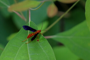 Close-up of a Rusty Spider Wasp perched on a green leaf