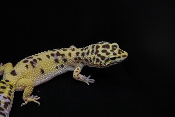 Close-up of a leopard gecko with vibrant spotted skin against a dark background