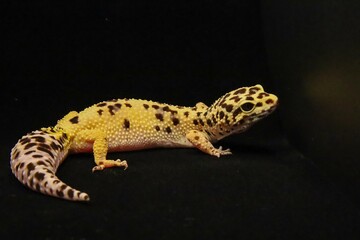 Close-up of a leopard gecko with vibrant spotted skin against a dark background