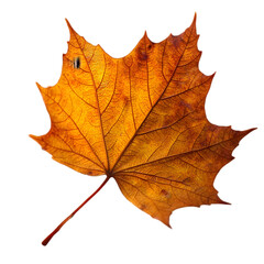 Obraz premium Autumn Leaf Close-Up Nature Photograph Isolated Background Macro View Seasonal Change for Natural Beauty Appreciation