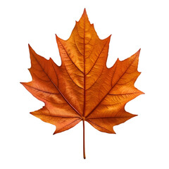 Fototapeta premium Autumn Leaves Falling Forest Floor Nature Photography Outdoor Close-Up Seasonal Beauty of Maple Leaves in Vibrant Colors