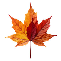 Obraz premium Vibrant Autumn Leaf Showcase Nature Photography Close-Up Detail Outdoor Setting Natural Beauty Seasonal Change for Stunning Visual Appeal