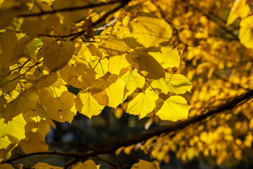 Golden autumn leaves bask in soft, filtered sunlight, creating a warm, glowing tapestry in the backdrop of a deciduous forest. The delicate transition of seasons with vibrant colors and gentle light.