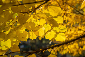 Sunlit, vibrant yellow leaves of a deciduous tree create a luminous canopy, capturing the radiant glow of autumn in a peaceful forest setting.