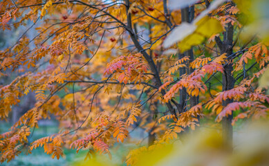 the delicate details of orange-tinged leaves on a branch, set against a blurred backdrop of autumnal foliage, a harmonious dance of fall's fiery hues.