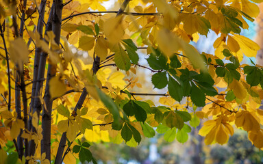 A harmony of green and gold unfolds as birch leaves sway in the crisp breeze, a vibrant contrast to the soft-focus city park in the background.