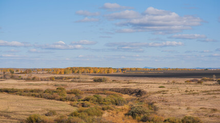 Naklejka premium a rolling prairie dotted with shrubs leading to a distant line of trees resplendent in autumnal gold. Above, the sky is a canvas of soft blue with wisps of white clouds