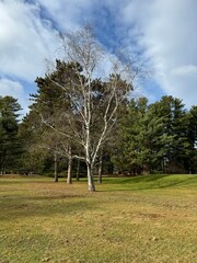 Birch tree in the fall