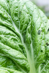 Vegetable worms on green vegetables