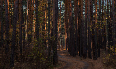 Obraz premium Sunset light filters through a dense pine forest, casting a warm glow on the tree trunks and illuminating the forest's tranquil beauty.