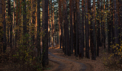 Obraz premium A winding dirt path meanders through a serene pine forest, while the evening sun softly filters through the trees, highlighting their rugged barks and the quiet stillness of the woods.