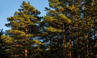 Sunset light filters through a dense pine forest, casting a warm glow on the tree trunks and illuminating the forest's tranquil beauty.