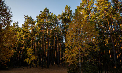 Obraz premium Late afternoon light bathes a mixed forest in warmth, highlighting the contrast between the evergreen pines and the golden hues of deciduous trees at the onset of autumn.