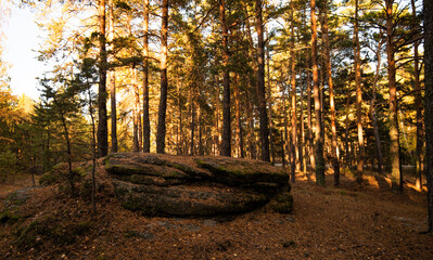 A majestic moss-covered boulder sits prominently among slender pine trees, bathed in the warm, golden sunlight of a tranquil forest at dusk.