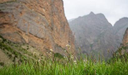 lush green meadow with delicate wildflowers and grass in the foreground, set against a dramatic backdrop of steep, rugged cliffs partially obscured by mist on mountainous region.