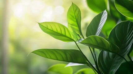 Fototapeta premium Close-up of vibrant green leaves with soft sunlight