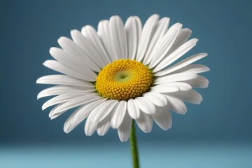 there is a white flower with a yellow center on a blue background