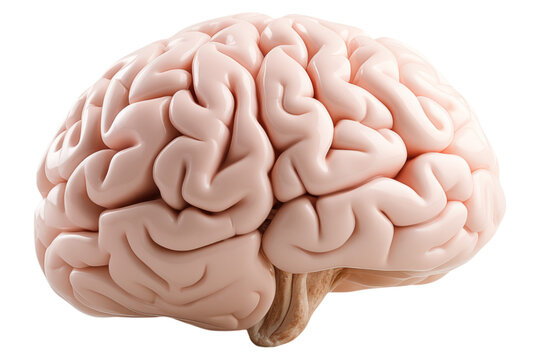 Model of human brain isolated on a transparent background.