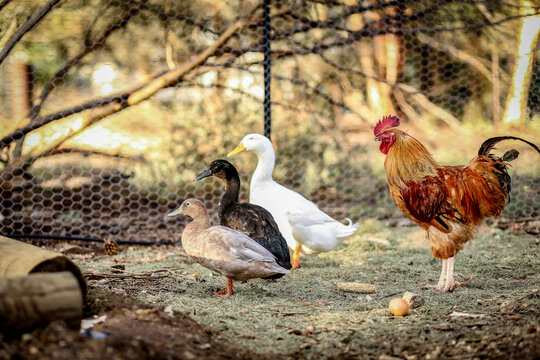 Three different coloured ducks standing in a row with large red rooster behind them in poultry yard