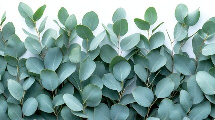 Fresh Green Eucalyptus Leaves Arranged Neatly on a Light Background for Stylish and Natural Decor Inspiration or Eco-Friendly Design Projects