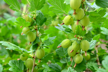 a plant with green leaves and green gooseberries on it close up