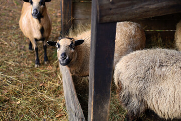 Obraz premium Black and brown Camroon Sheeps herd eating hay. One sheep looking at the viewer.