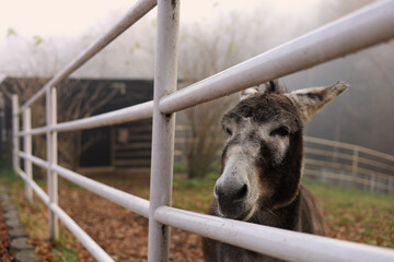Cute white and brown donkey behind the paddock white fence. Fall scenery on a polish  farm. 