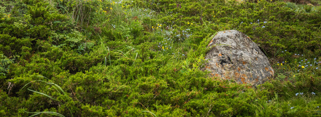 a vibrant alpine meadow, with a variety of green shrubbery and wildflowers punctuated by a large,...
