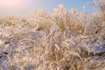 Beautiful dry grass covered with snow in the hoarfrost