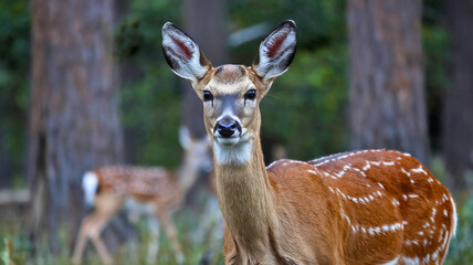 Obraz premium Fawn Deer Portrait in Forest Setting