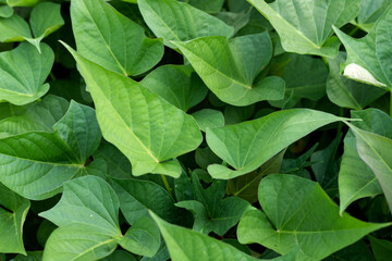 Fototapeta premium Green sweet potato leaf plant