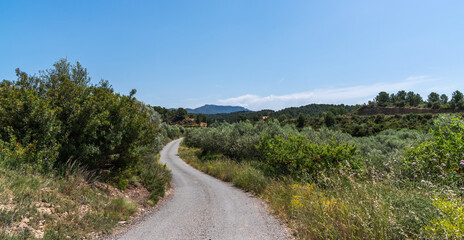 Serene landscape captures the rolling hills of the Spanish countryside, adorned with lush olive groves and verdant vegetation. The winding road leading through the green expanse.