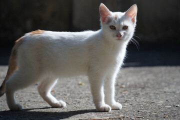 white cat on the floor