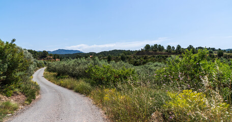 Serene landscape captures the rolling hills of the Spanish countryside, adorned with lush olive...