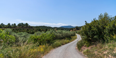 Serene landscape captures the rolling hills of the Spanish countryside, adorned with lush olive groves and verdant vegetation. The winding road leading through the green expanse.