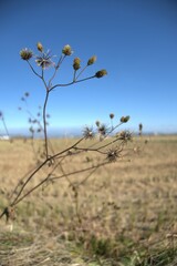 Meriflower on the edge of a rice field.