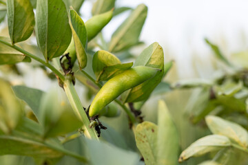 Plump Hu bean crops