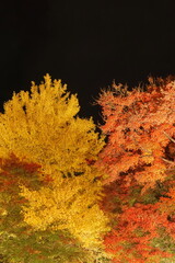 夜のライトアップされた燃え上がるような紅葉