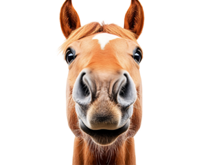 a close up of a horse's face