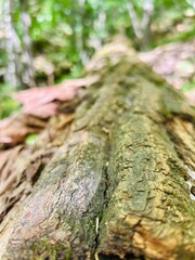 moss on tree