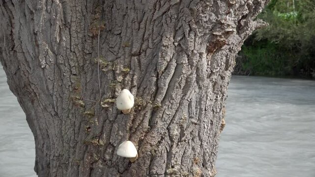Two small mushrooms on a tree trunk, behind which the Etsch river flows