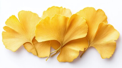 Naklejka premium Vibrant Yellow Ginkgo Biloba Leaves Laying Elegantly on a White Surface Perfect for Nature Themes, Autumn Aesthetics, and Botanical Illustrations