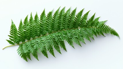 Lush Green Fern Leaf Isolated on Light Background Capturing the Beauty of Nature with Intricate Leaf Structure Showcasing Vibrant Green Shades and Textures