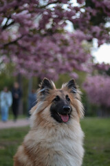 Tervuren Belgian Shepherd Dog Puppy